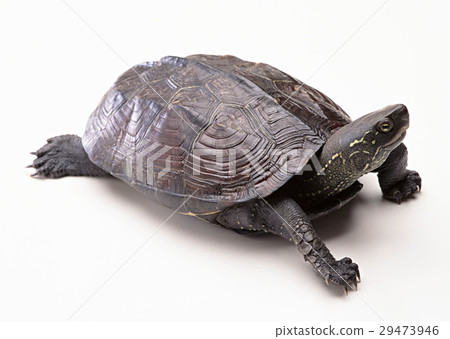 A turtle A turtle 29473946