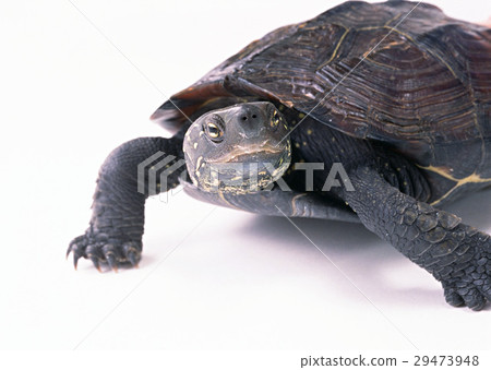 A turtle 29473948
