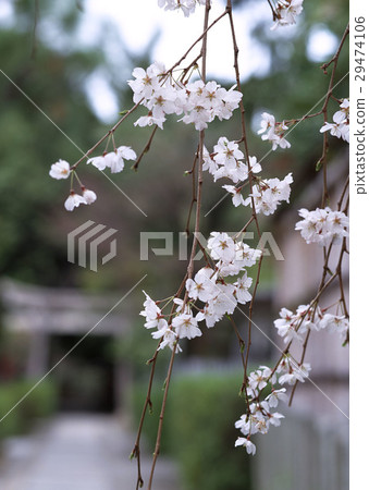 櫻花 櫻花 29474106
