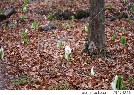 Water Basho 29474246