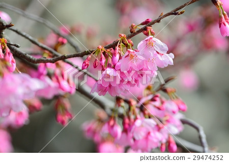 宮崎櫻花盛開 29474252