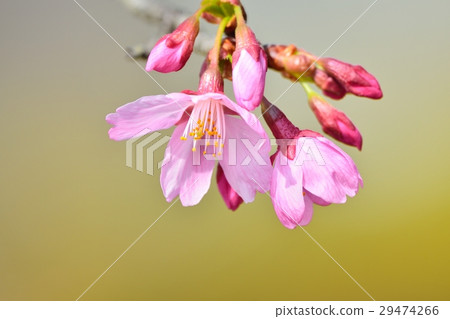 宮崎櫻花盛開 宮崎櫻花盛開 29474266