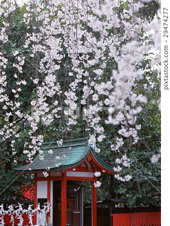 櫻花 櫻花 29474277