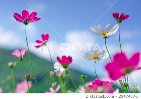 Pink and white cosmos flowers garden. Pink and white cosmos flowers garden. 29474570