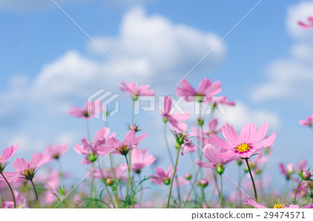 Pink and white cosmos flowers garden. 29474571