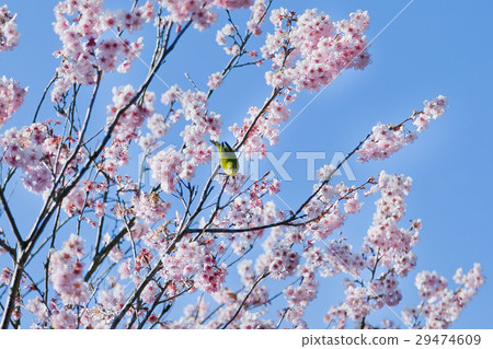 Matsumoto A cherry tree 29474609