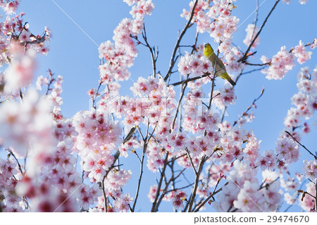 Matsumoto A cherry tree 29474670