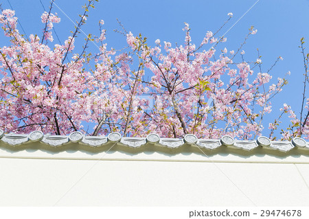 Matsumoto A cherry tree 29474678