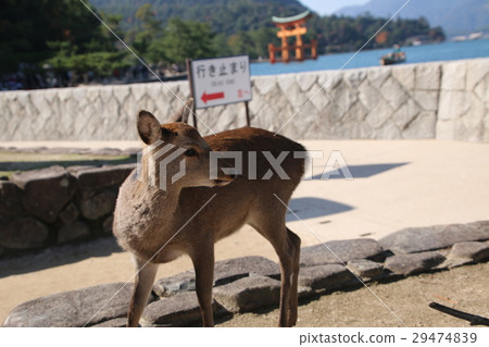宮島的鹿和嚴島神社的鳥居 宮島的鹿和嚴島神社的鳥居 29474839