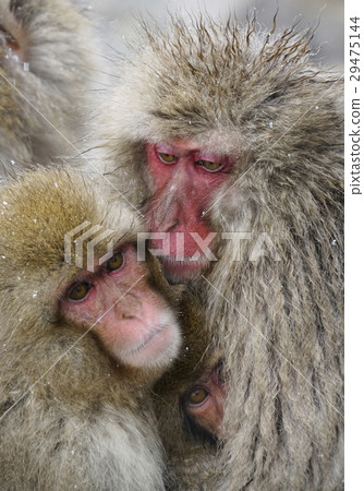 Parent and child of Japanese monkey 29475144