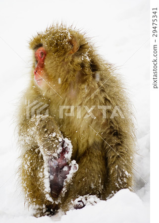 Japanese monkey playing with snow Japanese monkey playing with snow 29475341