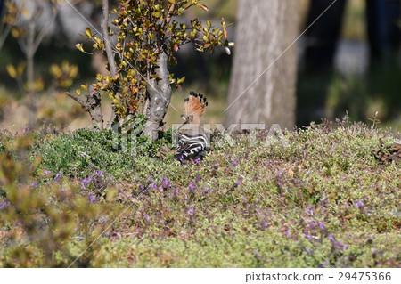 Young birds Young birds 29475366