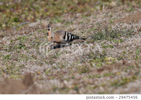 Young birds 29475456