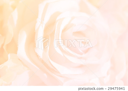 Soft focus of roses flower on sweet color Soft focus of roses flower on sweet color 29475941