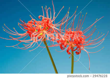 Cluster amaryllis 29476228