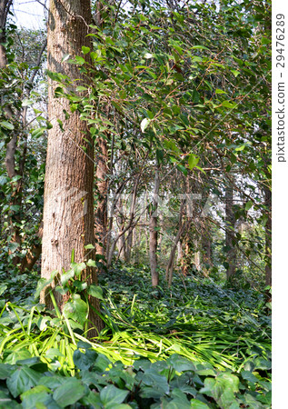 Forest landscape Forest landscape 29476289