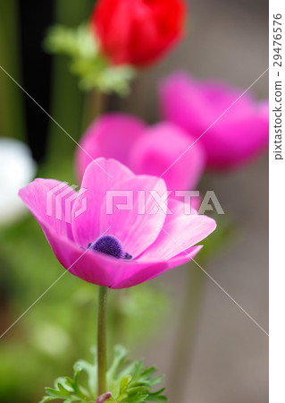 銀蓮花屬的花 29476576