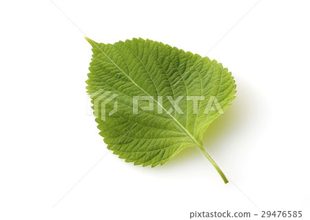 紫蘇 29476585