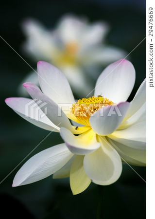 Lotus flower  29476669