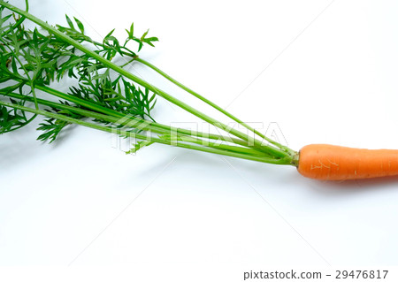 Carrots on white back Carrots on white back 29476817