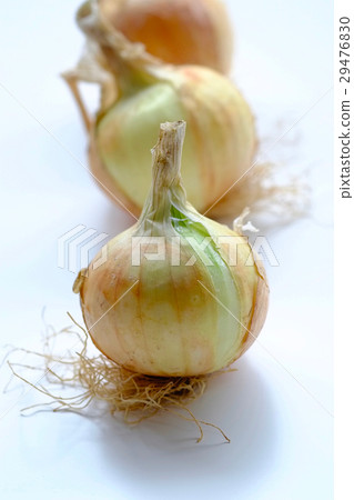 Onion with white back 29476830