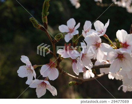 櫻花 櫻花 29477089