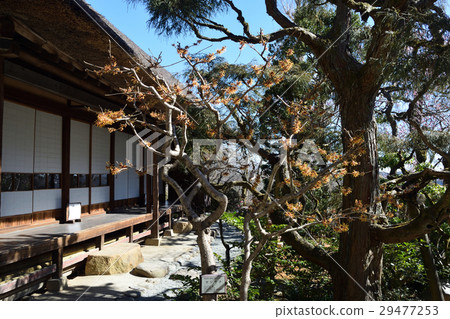 Tokyo Metropolitan Keio Hundred Garden (Keio Mokurusen) Flower of Matsunoku and Masaku 29477253