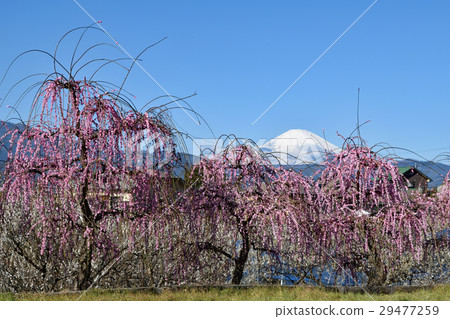 神奈川縣小田原市Suga Bessho李子森林 神奈川縣小田原市Suga Bessho李子森林 29477259
