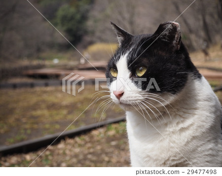Cat Cat 29477498