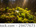 ivy and moss covering forest floor 29477673