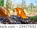 fallen leaves on forest floor 29477692