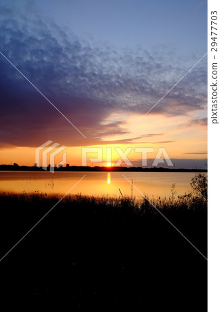 Evening grass of Shiraruma 29477703