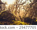 ivy and moss covering dry stone wall 29477705