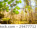 Bramble leaves Rubus fruticosus changing colour 29477712
