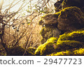 ivy and moss covering dry stone wall 29477723