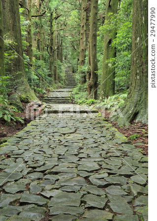 Kumano Kodo Daimonzaka - Stock Photo [29477990] - PIXTA
