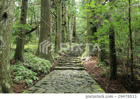 Kumano Kodo Daimonzaka 29478013