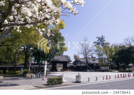 Nagoya-shi Higashi-ku Tokugawa Garden Kuromamon and Magnolia Nagoya-shi Higashi-ku Tokugawa Garden Kuromamon and Magnolia 29478641