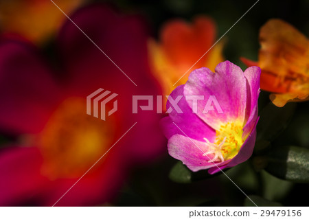 close up of Portulaca flower 29479156