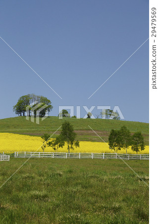 Rapeseed field 29479569