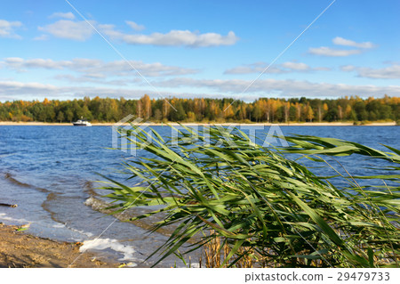 Wind on the banks of the river in autumn 29479733