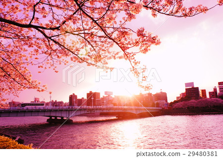 櫻花和河流 29480381