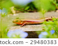 一隻蜥蜴 29480383