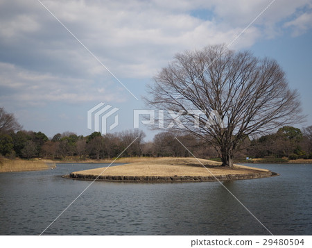 池塘在花園和中間島 池塘在花園和中間島 29480504