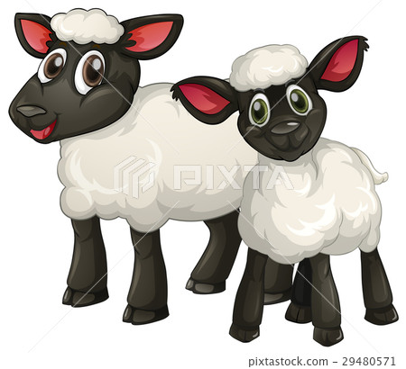 Two white lambs smiling 29480571