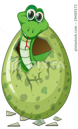 Green snake hatching egg Green snake hatching egg 29480572
