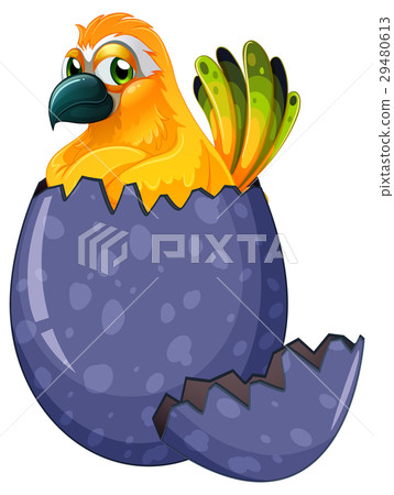 Yellow macaw bird hatching egg Yellow macaw bird hatching egg 29480613