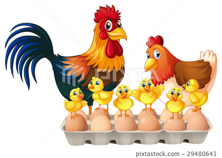 Chickens and eggs in carton box Chickens and eggs in carton box 29480641