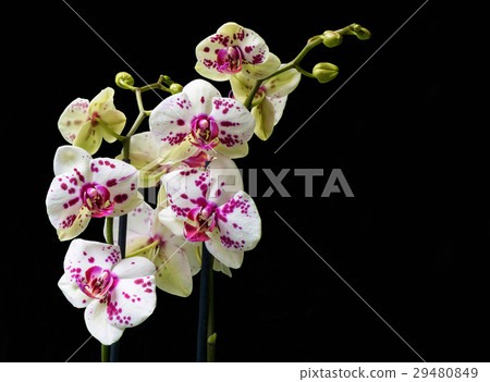 White and purple blooming orchid 29480849