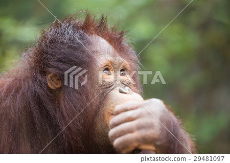 Closeup Chimpanzee thinking 29481097